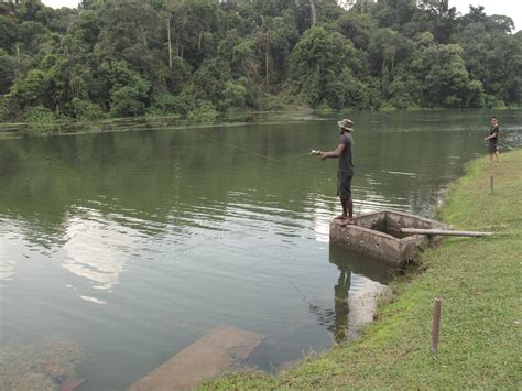 Fishes observed at MacRitchie Reservoir