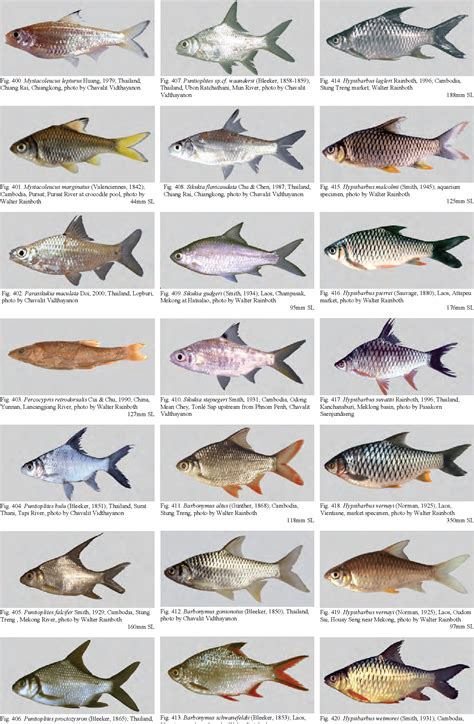 Fishes of the cambodian mekong fao species identification field guides. - Nissan pulsar n15 manual sr16ve engine.