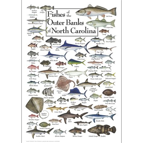 Fishes of the outer banks of north carolina foldingguides. - Aplicacion de la alternativa de innovacion.