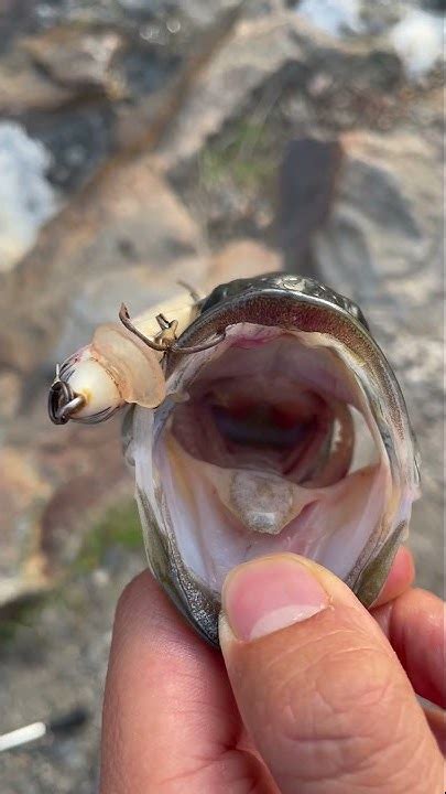 Fishing for Massachusetts early spring Bass, 4-inch Jerkbait ... - YouTube