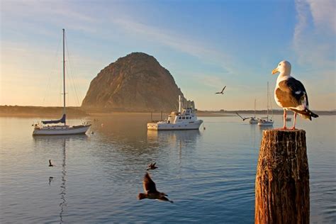 Fishing in Morro Bay - When and Where to Go - Ascot Suites