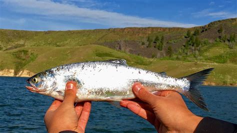 Fishing report: Anderson Ranch is a good place to troll - Idaho …