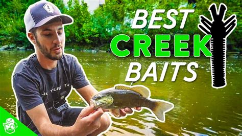 Fishing reports, best baits and forecast for fishing in Bissett Creek