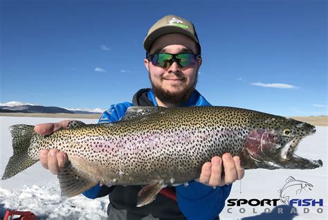 Wednesday Report - Braden Baker. Flows in the middle basin have settled within the optimal flow range for resident trout populations (250-400 cfs at Wellsville). There is still be enough water for float fishing near and below Salida but wade anglers will find a far more approachable river than we've seen since before runoff.. 