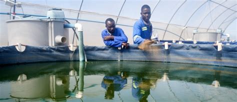 Fisj: Unlocking the Power of Sustainable Aquaculutre