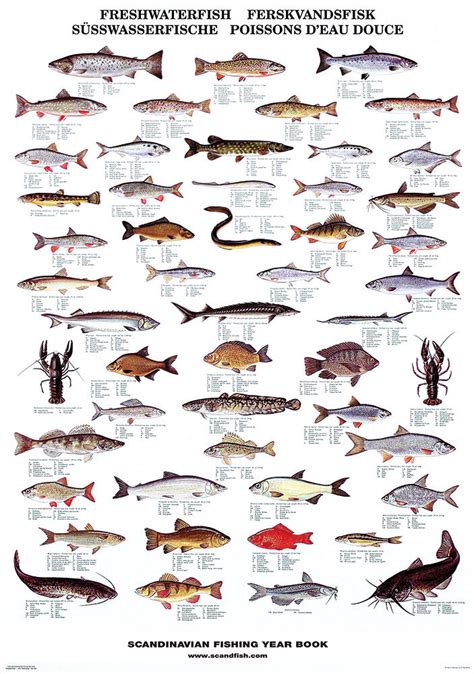 Fisk arter