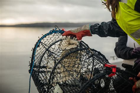 Fiskelicens f&ouml;r yrkesfiskare - Fiske och handel - Havs- och