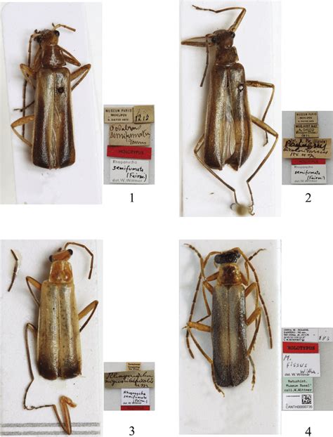 Fissocantharis flavicornis Gorham, 1889