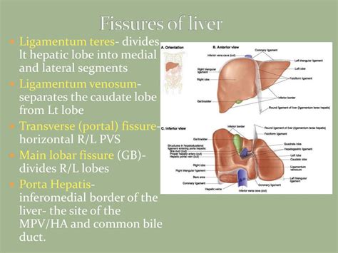 Fissures of liver - Medical Dictionary