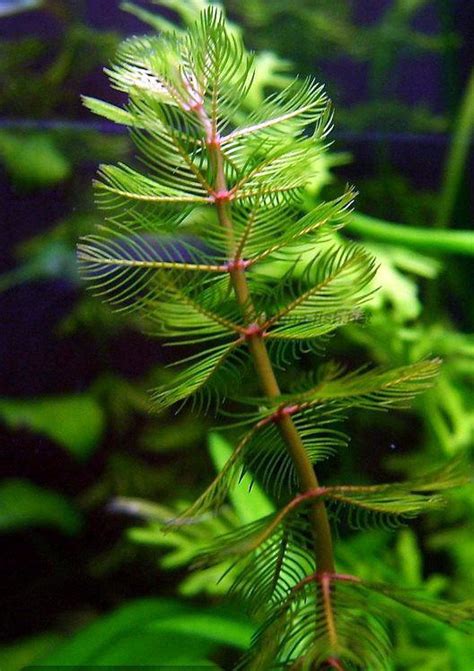 Fitofilna makrofauna vodene biljke Myriophyllum spicatum L.