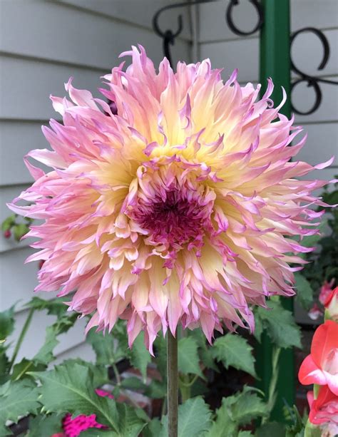 Five Fabulous Dahlias - Florissa