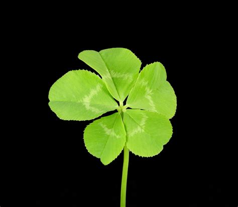 Five leaf clover. The four-leaf clover emoji 🍀 is typically illustrated in a vivid green hue. It showcases four heart-like leaves sprouting from a center point 💚, supported by a brief stem. It joyfully represents a plant emblem often linked with fortune and good luck. At its most basic, the four-leaf clover emoji represents the plant itself. 