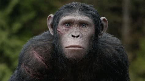 Fiveable apes. Things To Know About Fiveable apes. 