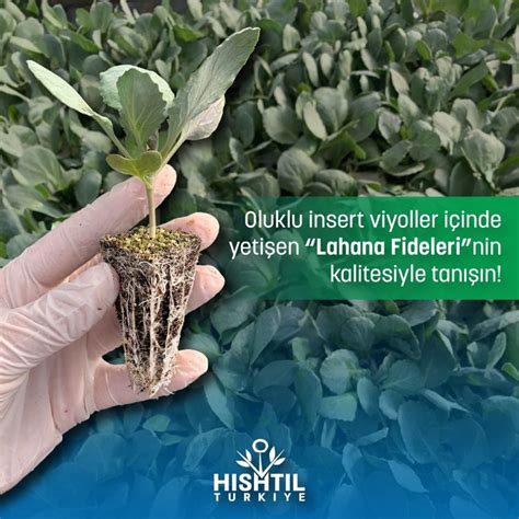 Fiyat Listeleri Hishtil Fidecilik.