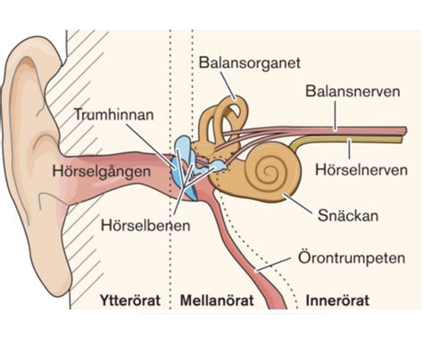 Fladdrande ljud i örat