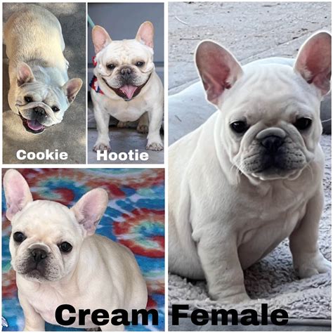 Flagler Beach French Bulldogs - Home - Facebook