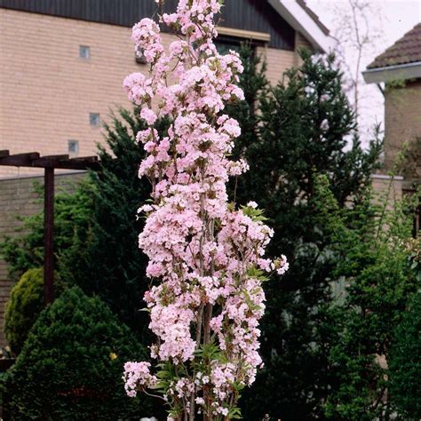 Flagpole Cherry, Japanese Flowering Cherry