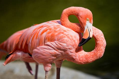 Flamangos. Eggs held by four museums, including the Yale Peabody Museum of Natural History, and Harvard University’s Museum of Comparative Zoology, suggest that flamingos were nesting in the state in the ... 