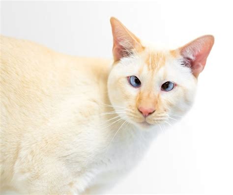 How Much Does A Siamese Cat Cost? The price of a Siamese cat depends on several things, such as color and pattern, bloodline, etc. The average price of a normal Siamese is around $600 …. 