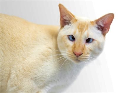Occasionally, you might see reference to other color variations such as Tortie Points, Flame Points, Lynx Points, and Cinnamon Points - however, these are considered ColorPoint Shorthairs rather than true Siamese. 2. They used to have a kinked tail. When the Blue Point Siamese was first developed, the vast majority had a kink in their tail.. 
