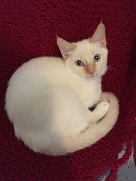 Homes for Flame Point Siamese. Public group. ·. 12.1K members. Join group. A group for homeless Flame point Siamese cats and kittens looking for their furrever purrfect home.