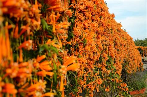 Flaming Trumpet Natural Atlas