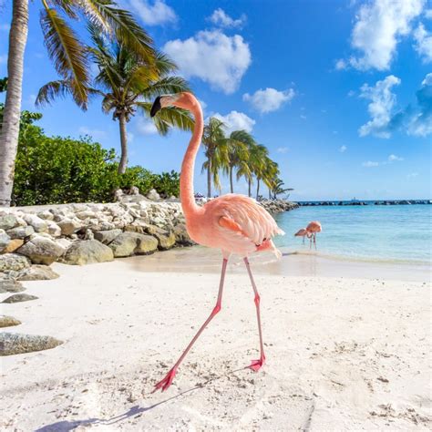 Flamingo Beach Aruba How to Get There, Where to Stay - Beaches of Aruba