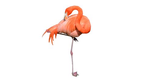 Flamingo ayağı