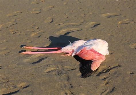 CNN —. Some 220 flamingos have been found dead in the province of Catamarca in northwestern Argentina due to an outbreak of avian influenza, otherwise known as bird flu, an official told local .... 