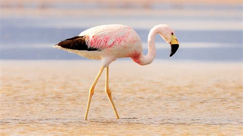Flamingo desert