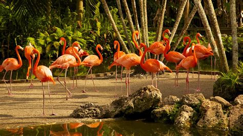 Flamingo gardens davie fl. Things To Know About Flamingo gardens davie fl. 