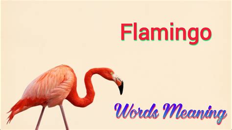 Flamingo meaning in hindi ? Flamingo ka kya matlab matlab hota …