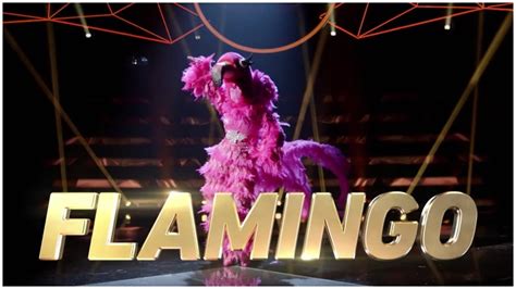 Flamingo on ‘the Masked Singer’: 5 Fast Facts You Need to Know