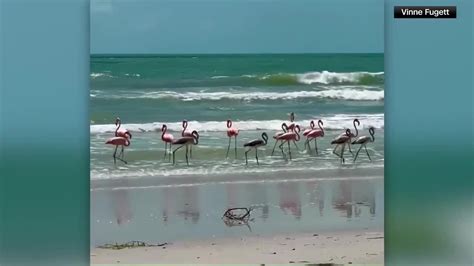 Flamingo sightings are pouring in from states where the birds aren’t usually spotted. Hurricane Idalia may be the cause