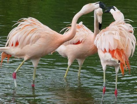 Flamingos fiender