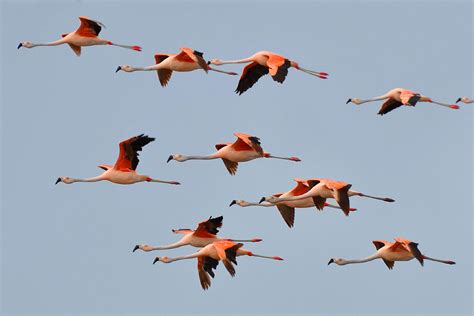Flamingos flying. Flamingos Raise a Ruckus at Indiana Zoo as Late-Season Snow Falls ... 