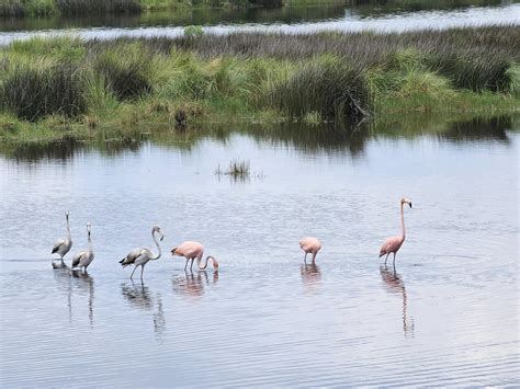 Flamingos found in Florida likely hitched a ride with Hurricane Idalia