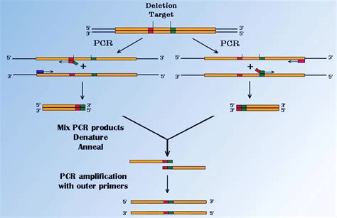 Then, a short flanking sequence to either side of each SSR locus is extracted at a user-controlled length (default 400 bp) instead of using the full-length DNA sequence, which is performed in other reported tools used for primer design. Primers are designed using the Primer3 algorithm from the flanking sequences, and one primer is …. 