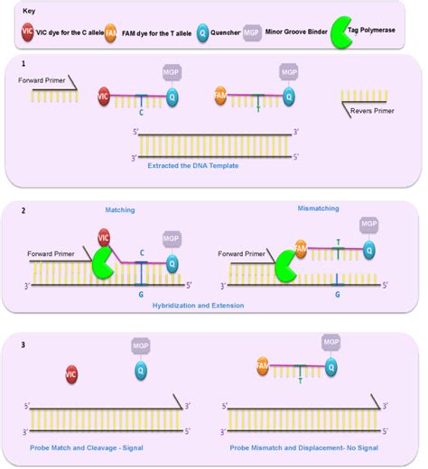 The ITR sequences from AAV serotypes 1–4 and 6–7 sequences were ordered from Genscript with unique restriction enzyme sites flanking the sequences for downstream cloning. These ITRs were ordered with one ITR per plasmid to prevent potential intermolecular recombination during synthesis and propagation.