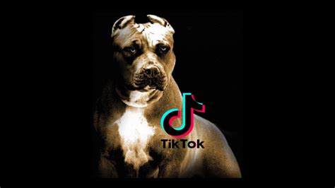 Flash(@flashthepitbull) on TikTok: #repost since it didn’t …