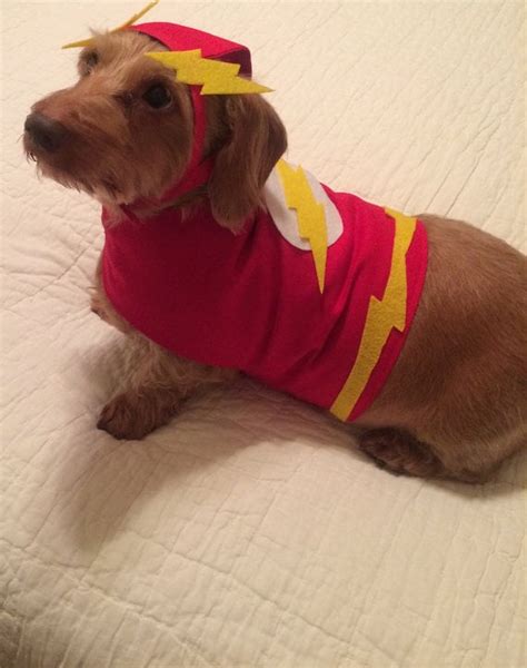 Flash Dog Costume - Etsy