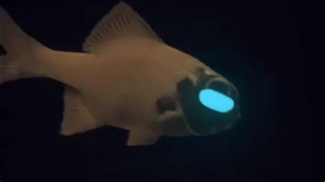 Flashlight Fish Price