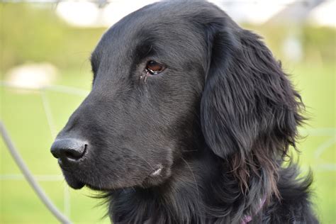 Flat Coate Retriever & American Hairless Terrier Puppies Rensai ...