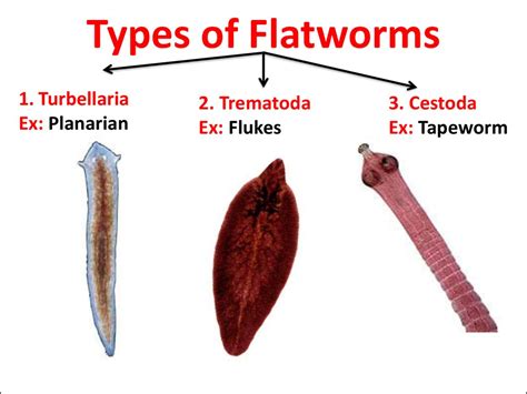 Flatworm Types - All About Worms