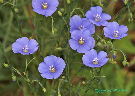 Flaura & Fauna - Flowers - San Diego, CA - WeddingWire