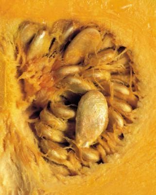 Flaxseed Vs. Pumpkin Seed - LIVESTRONG.COM