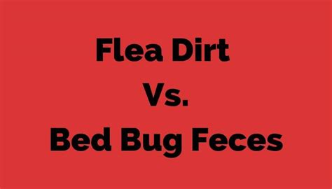 Flea Dirt Vs Bed Bug Feces – 4 Differences You Can Easily Ignore