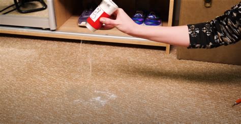 Sometimes bugs, such as flies, carpet bugs and moths, lay eggs in carpeting. When the eggs hatch, small white worms, the larvae, infest the carpeting. This is especially true if th.... 