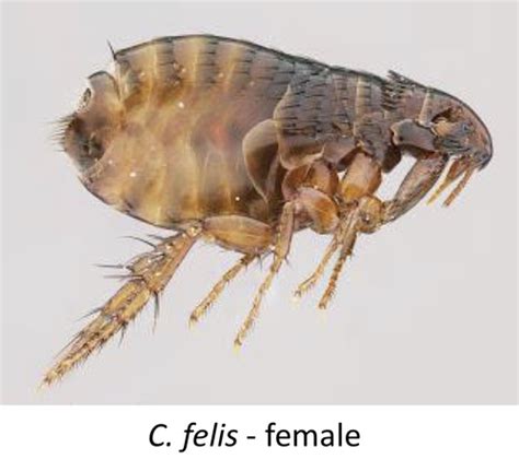 Fleas Flashcards Quizlet