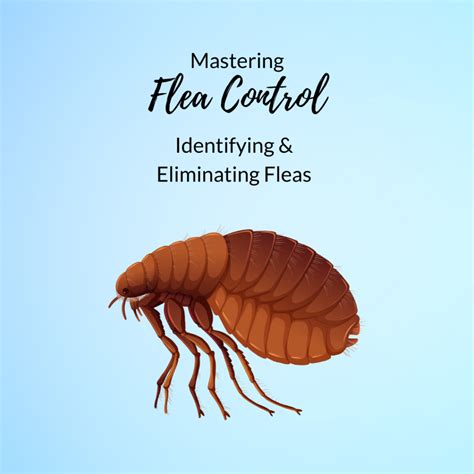 Fleas Pest Profile How to Control & Eliminate Fleas